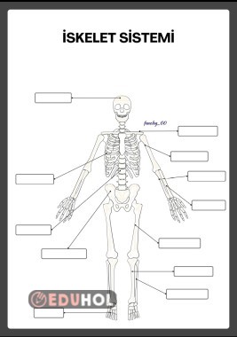 İSKELET SİSTEMİ BOŞLUK DOLDURMA
