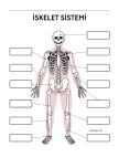 İSKELET SİSTEMİ