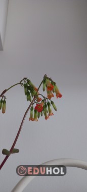 9.sınıf Maarif model 2. Dönem 2. Yazılı