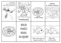 Balık Fosili Kitapçığı