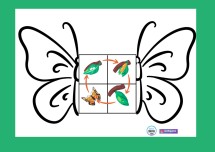 Kelebeğin Yaşam Döngüsü