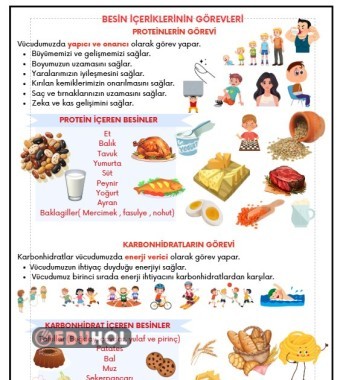 BESİNLERİN ÖZELLİKLERİ - BESİN İÇERİKLERİNİN GÖREVLERİ DEFTER ÖZETİ