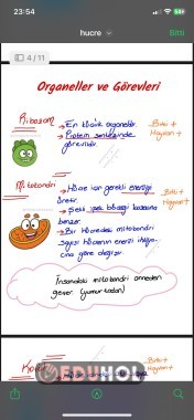 7.Sınıf Hücre ve Bölünmeler