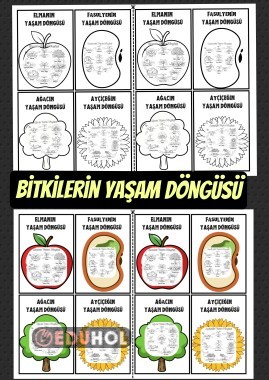 BİTKİLERİN YAŞAM DÖNGÜSÜ
