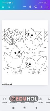 Boyama çalışması ( tavuk)