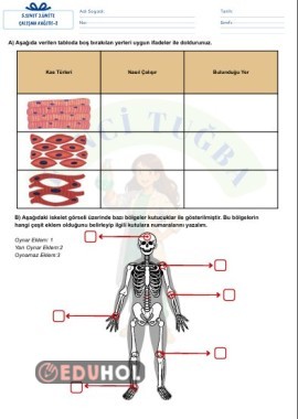 5.Sınıf 3.Ünite Çalışma Kağıdı-2