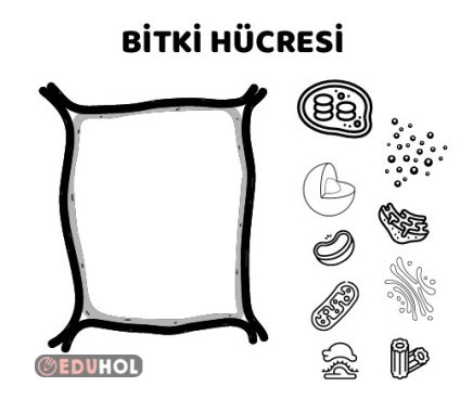 Bitki-Hayvan Hücresi Defter Etkinliği