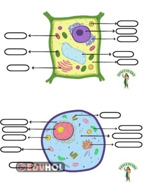 Bitki-Hayvan Hücresi Farkları Etkinlik