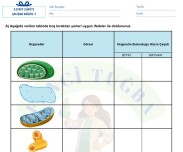 5.Sınıf 3.Ünite Çalışma Kağıdı