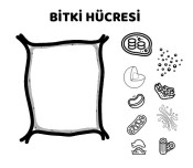 Bitki-Hayvan Hücresi Defter Etkinliği