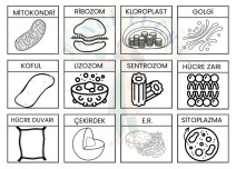 Organeller Defter Etkinliği