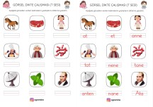 T SESİ GÖRSEL DİKTE ÇALIŞMASI VE CEVAP ANAHTARI