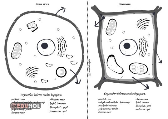 Hayvan ve bitki hücresi boyama