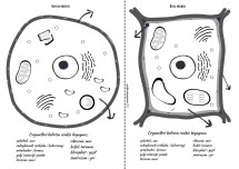 Hayvan ve bitki hücresi boyama
