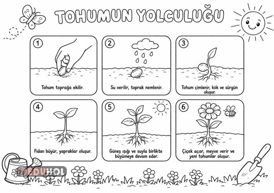 Tohumun yolculuğu boyama -1