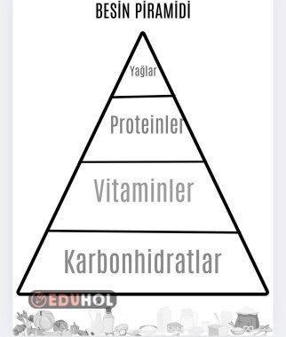 Fen bilimleri besin piramidi