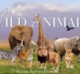 wild animals activity