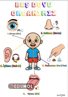 5 DUYU ORGANIMIZ POSTER VE DEFTER ETKİNLİĞİ