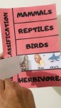Animal classification craft