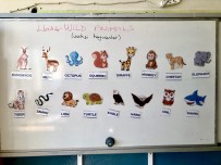 Wild animals flashcards