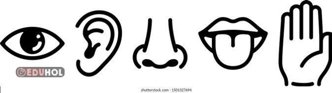 duyu organları etkinlik