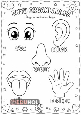 Duyu organlarımız boyama