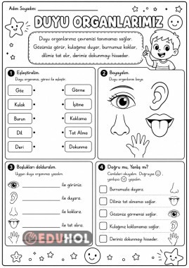 Duyu organlarımız