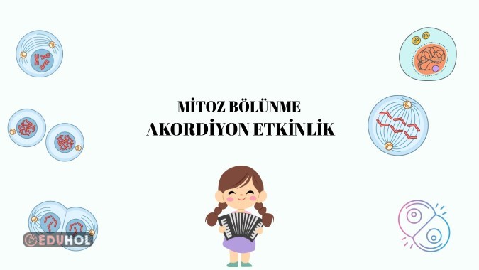 Mitoz bölünme akordiyon etkinlik