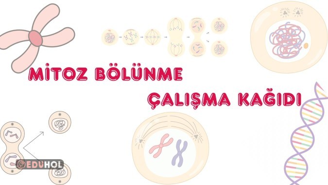 MİTOZ BÖLÜNME BASAMAKLARI ÇALIŞMA KAĞIDI