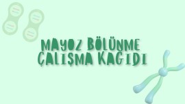 Mayoz bölünme açıklamalı çalışma kağıdı