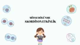 Mitoz bölünme akordiyon etkinlik