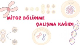 MİTOZ BÖLÜNME BASAMAKLARI ÇALIŞMA KAĞIDI