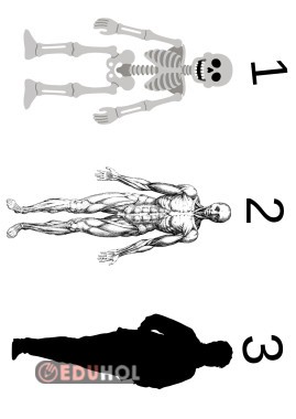 Destek ve Hareket sistemi