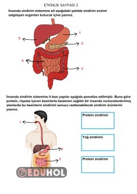 CANLILARDA SİNDİRİM ETKİNLİKLERİ