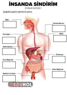 CANLILARDA SİNDİRİM SİSTEMİ ETKİNLİKLERİ