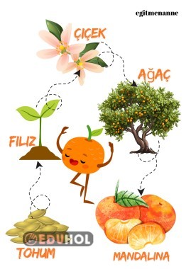 Mandalinanın yaşam döngüsü