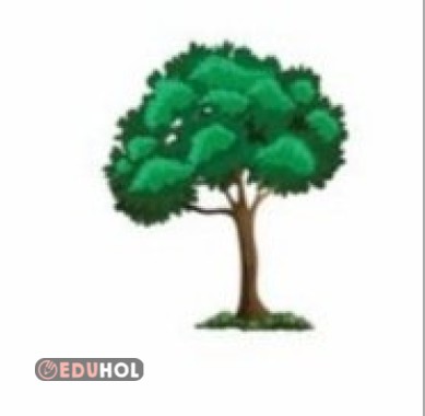 Okuma Metni Küçük Kaşif