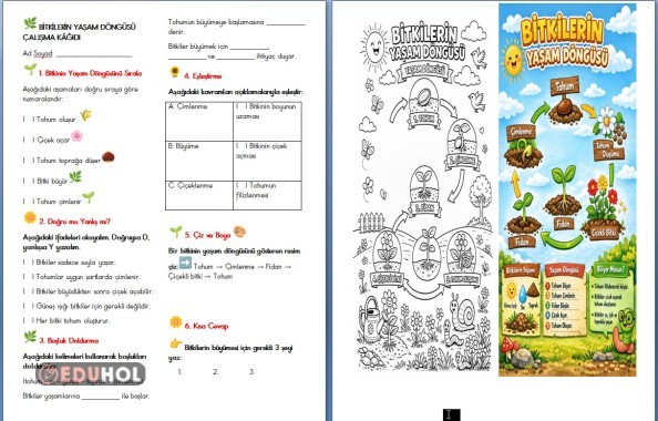 Fen bilimleri bitkilerin yaşam döngüsü çalışma kağıdı