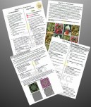 LGS TÜRKÇE 1.DÖNEM DENEME (20 SORU)