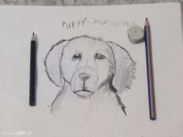 Yavru köpek çizimi