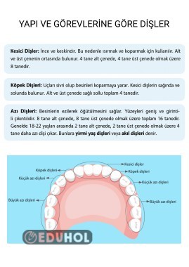 Yapı ve Görevlerine Göre Dişler - Fen ve Teknoloji Pano