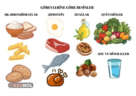 GÖREVLERİNE GÖRE BESİNLER DEFTERE YAPIŞTIRMA