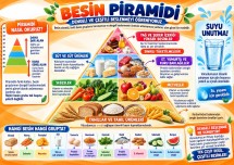 BESİN PİRAMİDİ