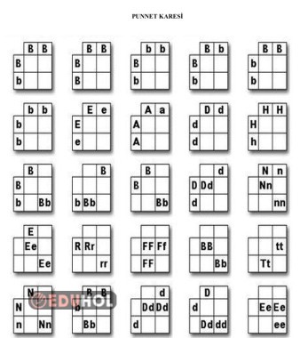 Kalıtım Çaprazlama Punnet Karesi