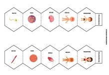 HÜCREDEN ORGANİZMAYA DEFTER ETKİNLİĞİ