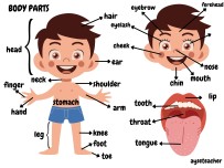 5.5 HEALTH - BODY PARTS POSTER