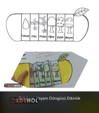 3.Snf Fen B.-Bitkilerin Yaşam Döngüsü