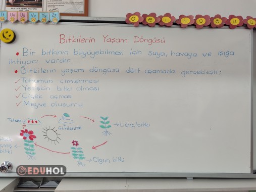 Bitkilerin yaşam döngüsü ders notu