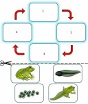 Kurbağa Başkalaşım