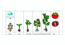 Bitkilerin yaşam Döngüsü(Domates)